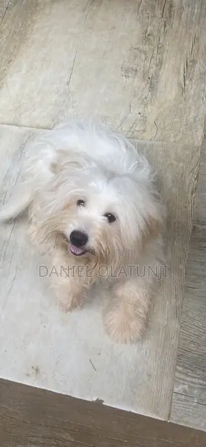 1+ year Female Purebred Lhasa Apso