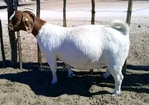 Boer Goat's