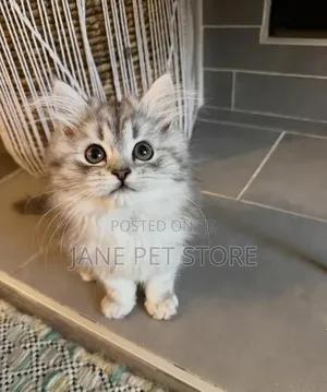 1-3 months Female Purebred Persian