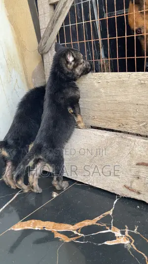0-1 month Female Purebred German Shepherd