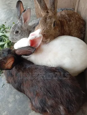 Mature Big Healthy Rabbits for Sale. Rabbit Fresh Meat/ Bush Meat