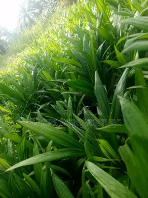 Bulk Your Palm Oil Seedlings Malaysia Supergene
