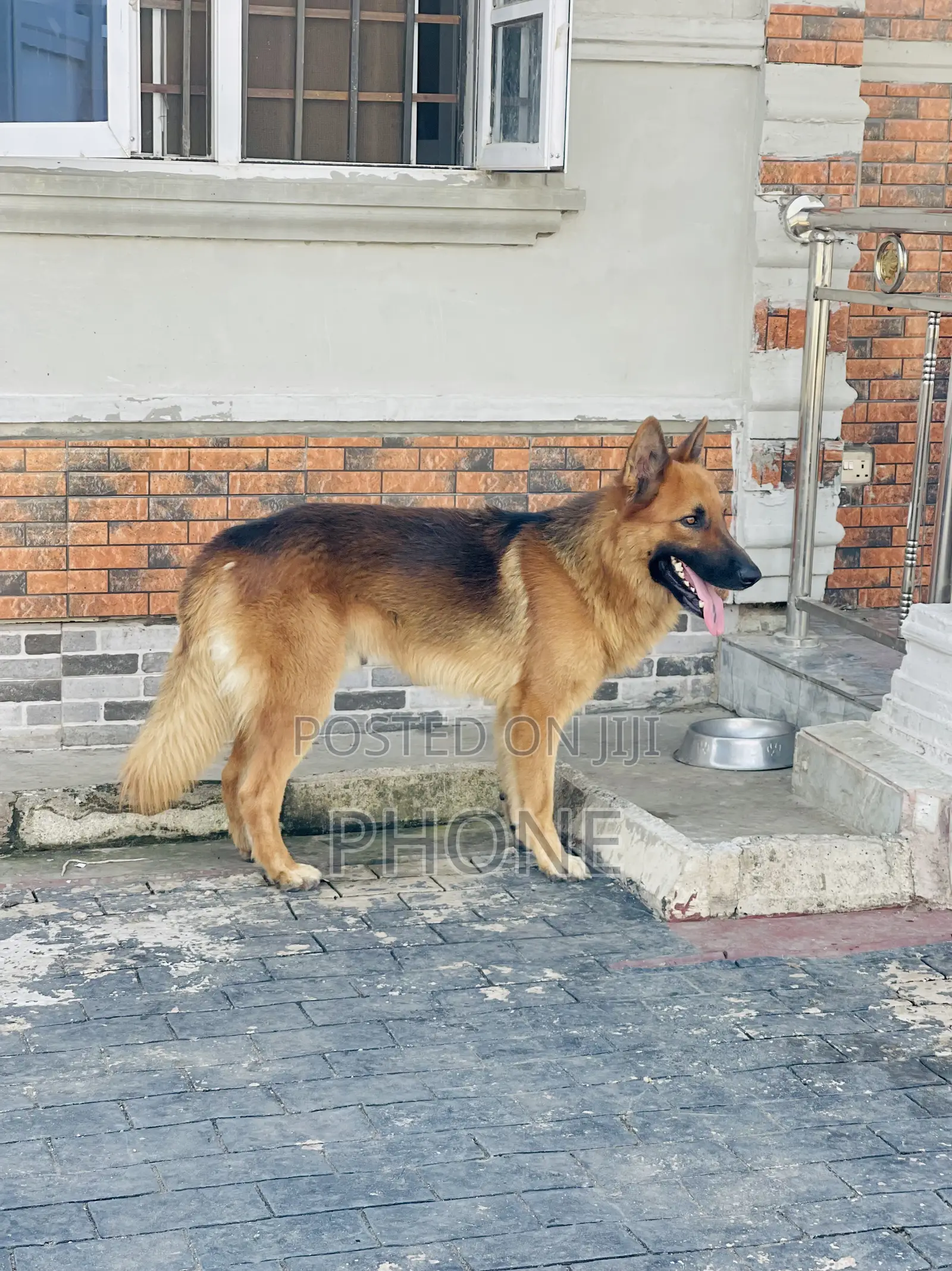 1+ year Male Purebred German Shepherd