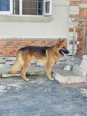 1+ year Male Purebred German Shepherd