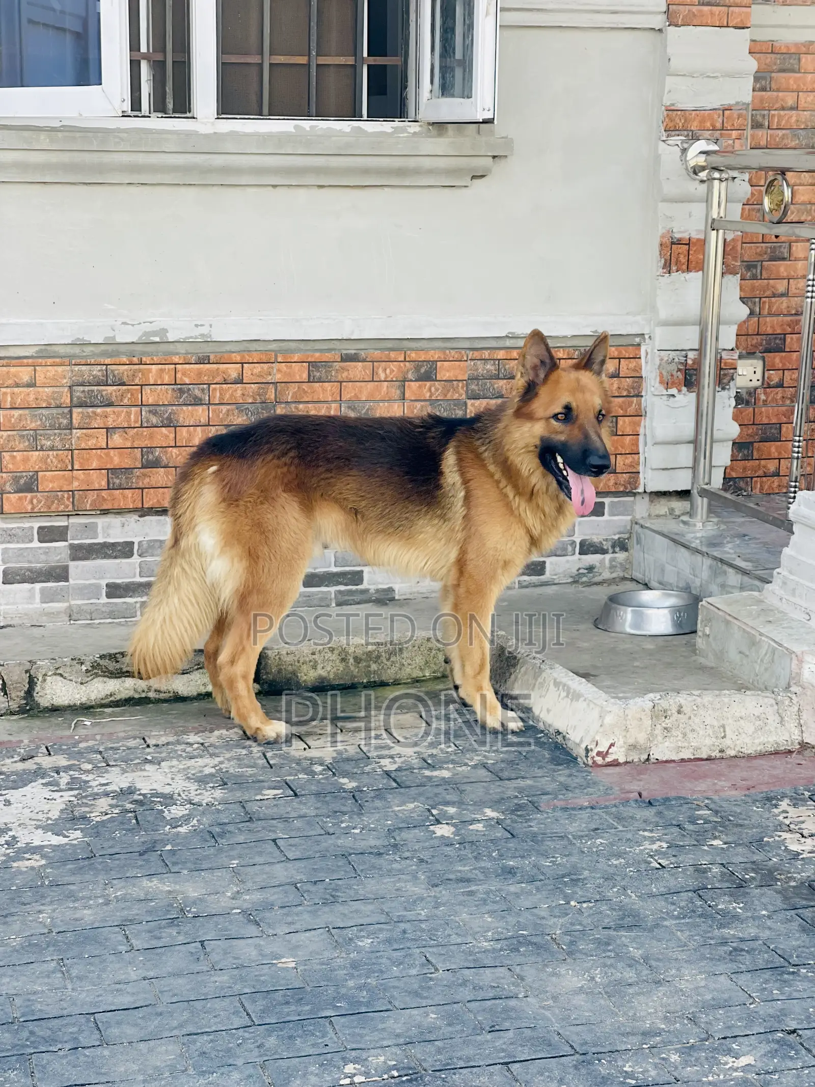 1+ year Male Purebred German Shepherd