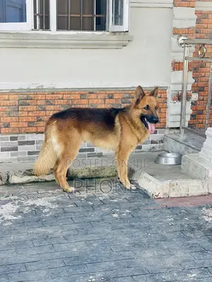 1+ year Male Purebred German Shepherd