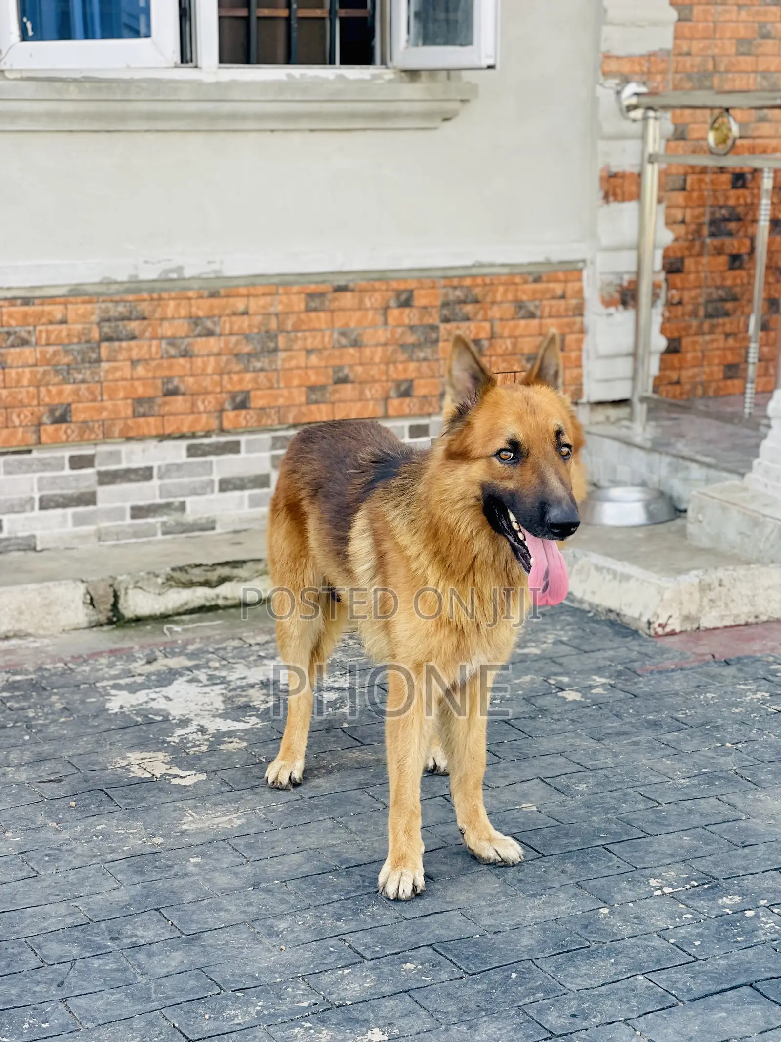 1+ year Male Purebred German Shepherd