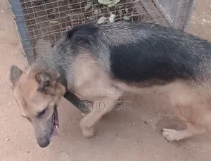 1+ year Female Mixed Breed German Shepherd