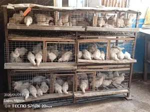 Mature Cockrel Chickens for Sale