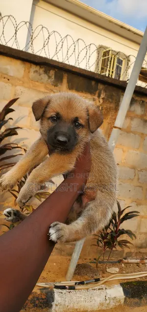 1-3 months Male Purebred German Shepherd