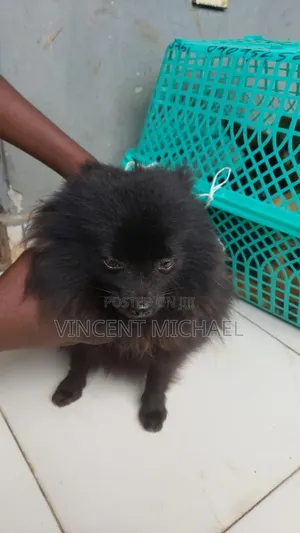 6-12 months Male Purebred Pomeranian