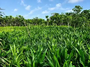 Premium Malaysian Supergen Seedlings