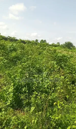 Half Plot of Land