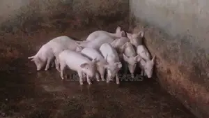 Wearners/Grower Pigs for Sale