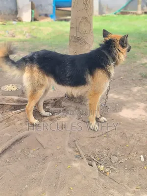 1+ year Male Purebred German Shepherd