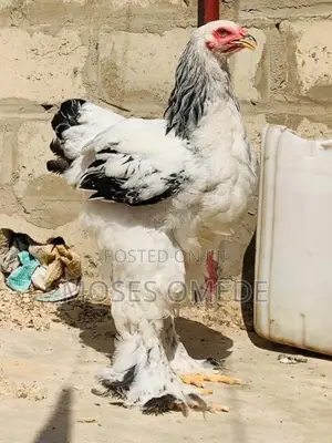 Brahma Chicken