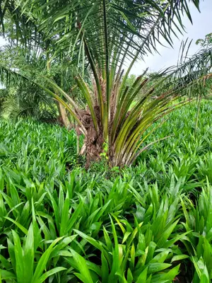 Premium Malaysian Supergen Seedlings