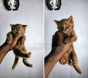 1-3 months Male Purebred British Shorthair