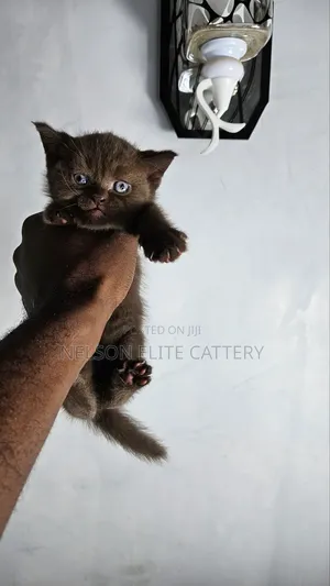 1-3 months Male Purebred British Shorthair