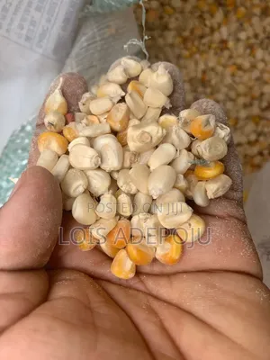 Dried Maize