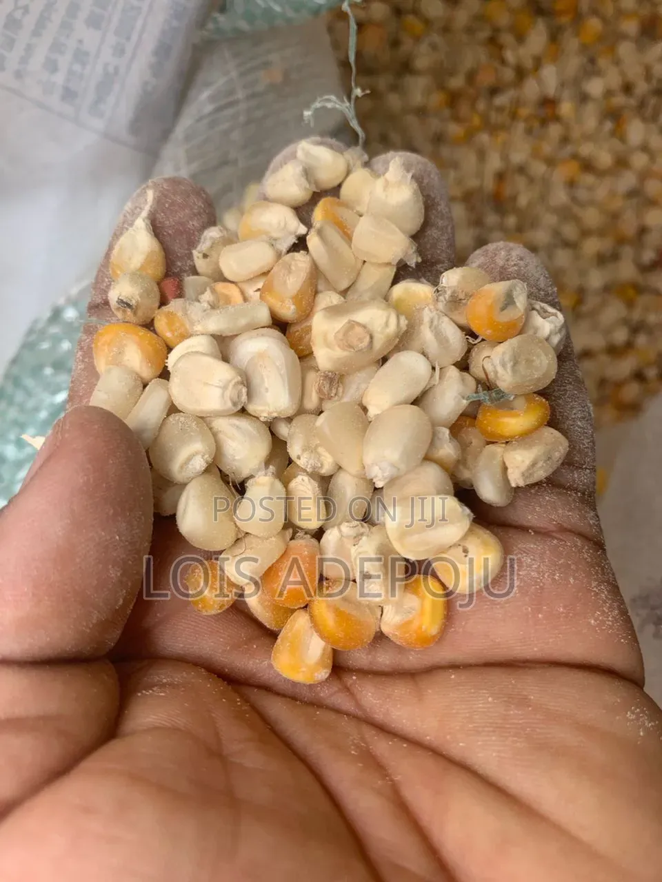 Dried Maize