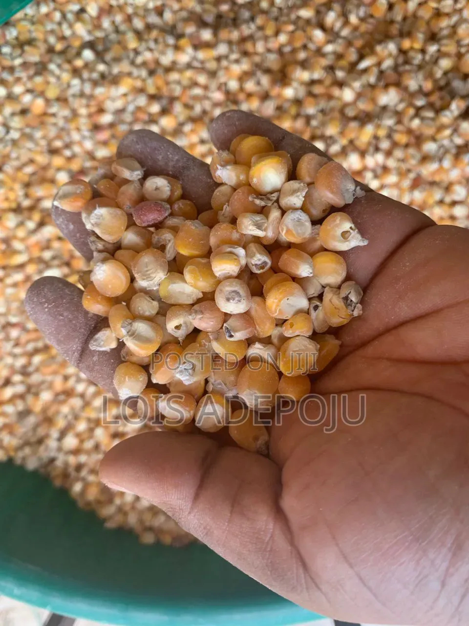 Dried Maize