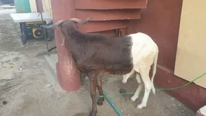 Ileya-Ram.