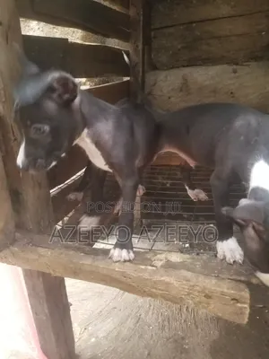 0-1 month Male Purebred American Pit Bull Terrier