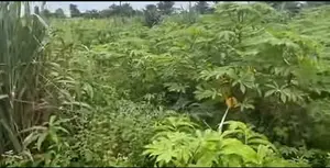 4plots of Land for Sale but Are in Different Spots