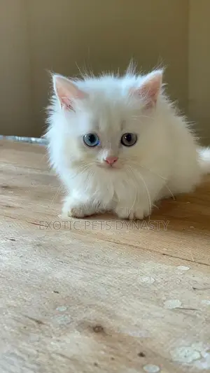 1-3 months Male Purebred Persian