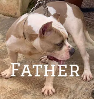 1+ year Male Purebred American Bully