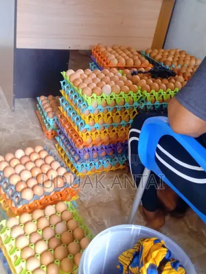 Fresh Farm Eggs and Dressed Broilers for Sale