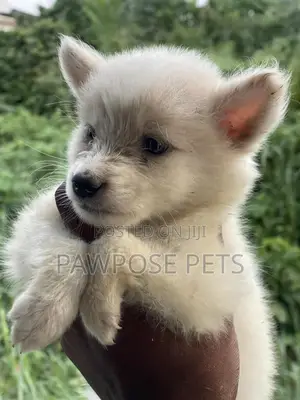1-3 months Female Purebred American Eskimo