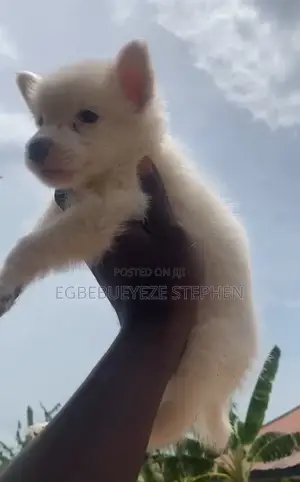 1-3 months Male Purebred American Eskimo