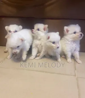 0-1 month Female Purebred American Eskimo