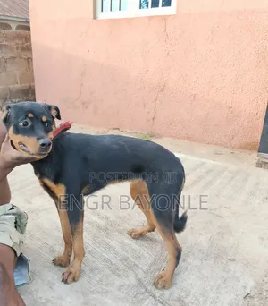 1+ year Female Purebred Rottweiler