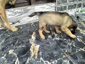 1-3 months Female Purebred German Shepherd