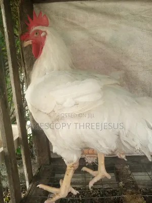 Broiler Chicken
