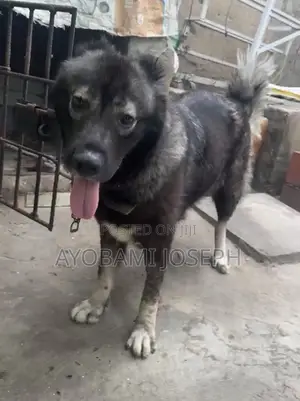 1+ year Female Purebred Caucasian Shepherd