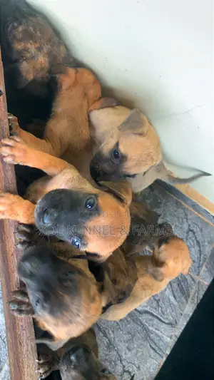 1-3 months Female Purebred Boerboel