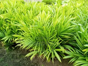 Oil Palm Seedlings (Hybrid)