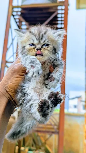 1-3 months Male Purebred Persian