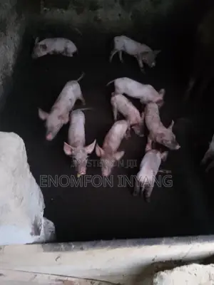 Healthy Piglets