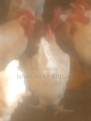 I Want to Market My Fowls