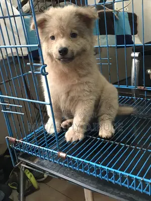 1-3 months Male Purebred Chow Chow
