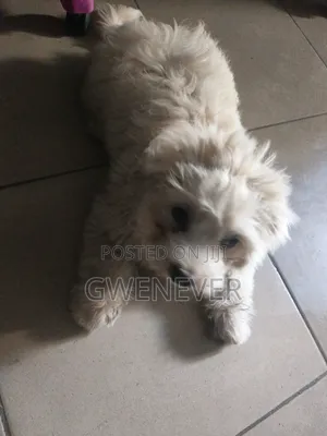 3-6 months Female Purebred Lhasa Apso