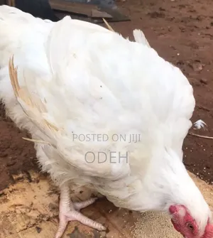 Boilers Chicken