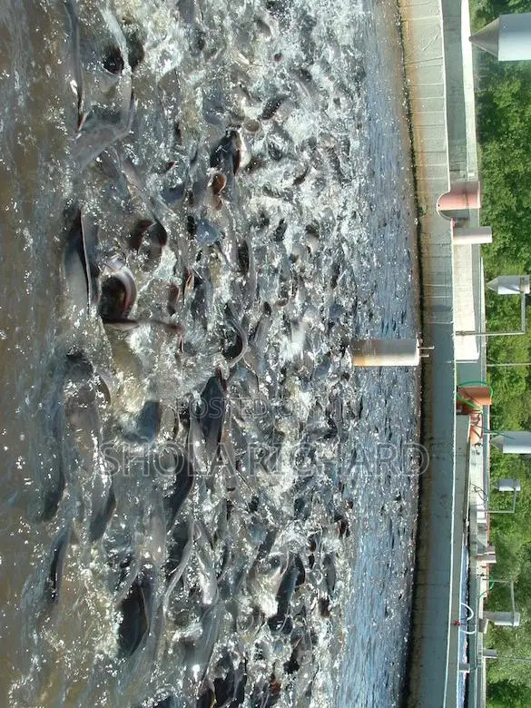 Fish Farming Made Easy