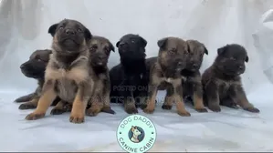 1-3 months Female Purebred German Shepherd