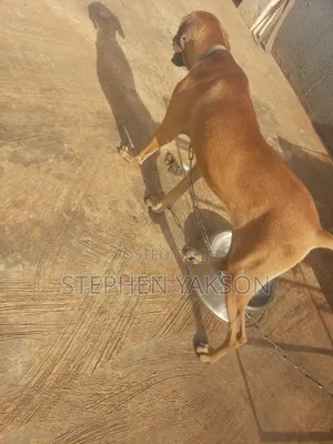 6-12 months Female Purebred Boerboel